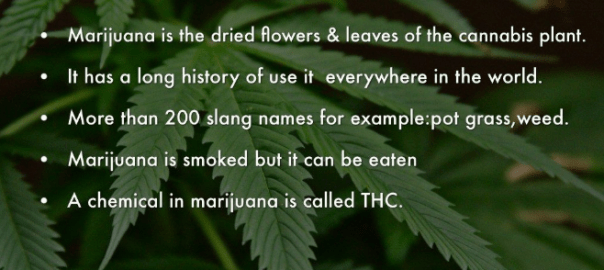 What is Marijuana