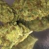 Dutch Treat Marijuana