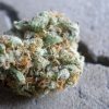 Buy Green Crack Marijuana Strain