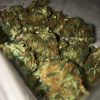 Buy Orange Sherbet Marijuana Online