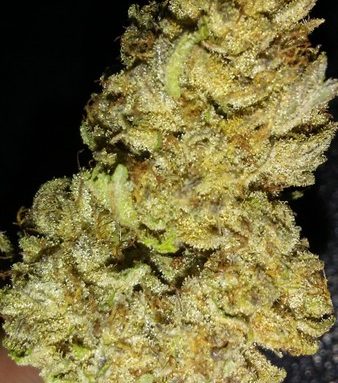 White Buffalo Cannabis