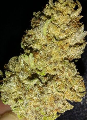 White Buffalo Cannabis