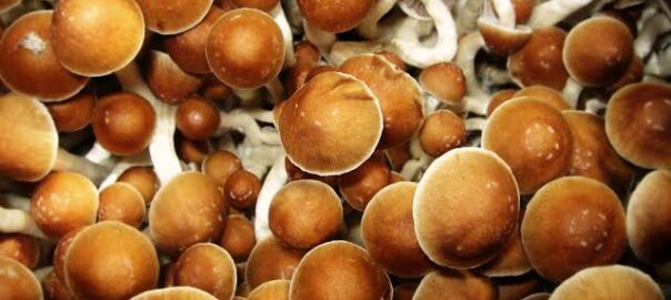 Benefits Of Psilocybin mushrooms