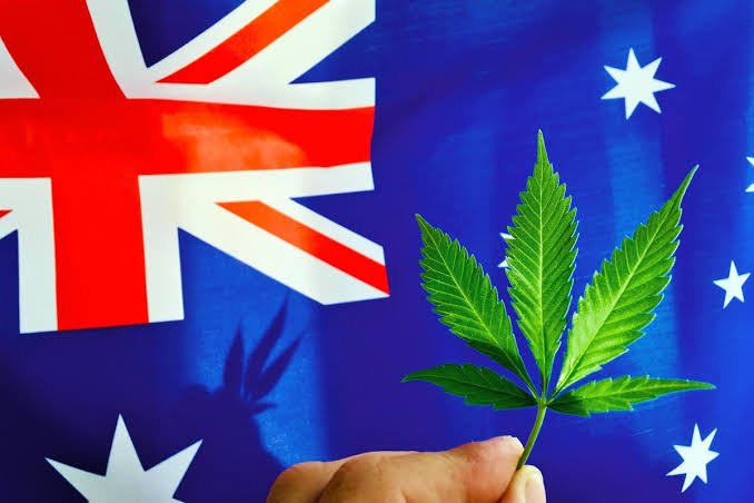 Future of cannabis exports in Australia